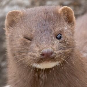 Meet your Posher, Pest